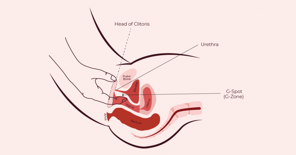 G-Spot location in female - diagram from The Cunnilinguist