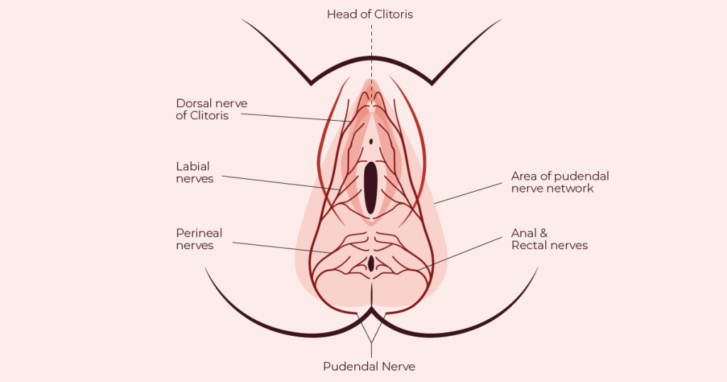 Pudendal Nerve of Female - diagram from The Cunnilingus